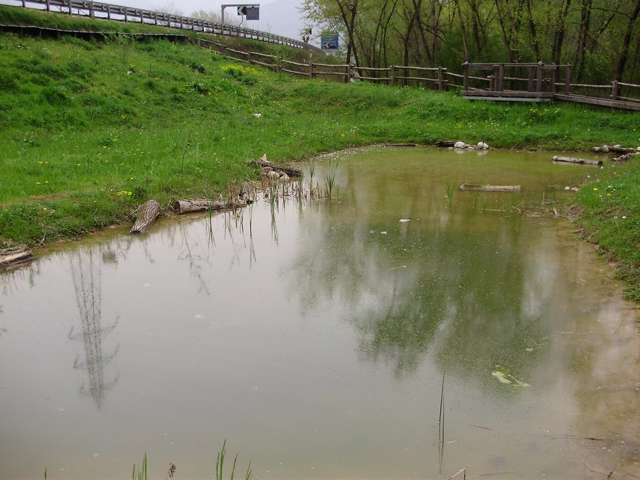 Smeraldini e rane verdi